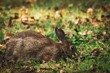 rabbit in the grass