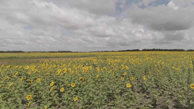 siembra de girasol grabado con Drone