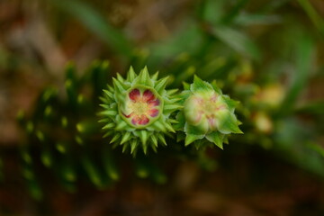 Male flowers of Abies firma appear in spring as yellow clusters that produce pollen, playing a role in wind pollination. Photographed in Korea.