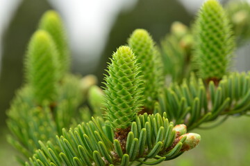Abies firma, female flowers of Japanese fir tree developing into conical cones after fertilization