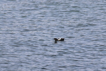 black guillemot