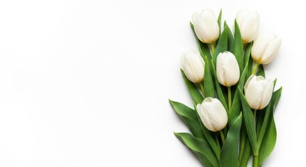 Fototapeta premium A bouquet of white tulips isolated on white background with green leaves