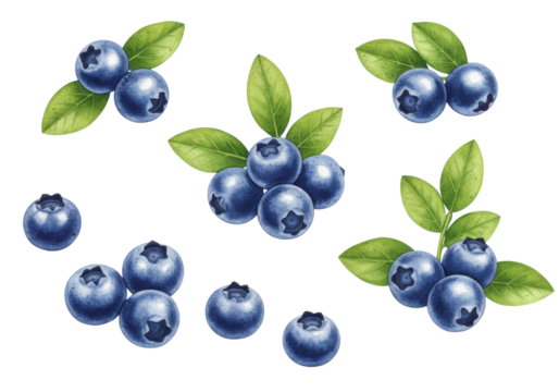 Detailed watercolor illustration of deep blue blueberries with vibrant green leaves, elegantly scattered on a transparent background with copy space, natural food concept