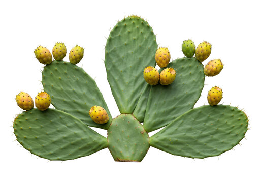 Prickly pear cactus with fruit isolated on transparent background, opuntia plant with edible fruits