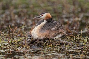Great crested grebe on the nest with its baby, uk