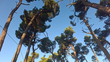 A cluster of trees stands in a grassy field, surrounded by open space and distant forest.