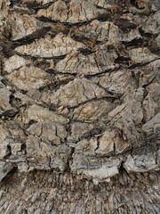 Fibrous, scaly bark of a date palm. Texture and pattern emphasized. Detailed close-up. Copyspace.
