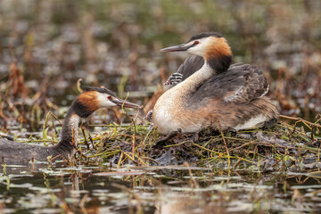 Great crested grebe family at their nest, uk