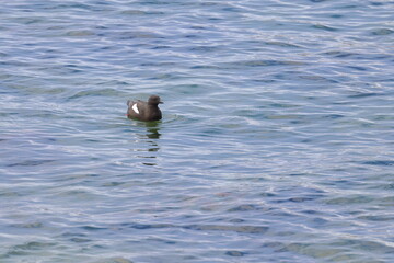 black guillemot