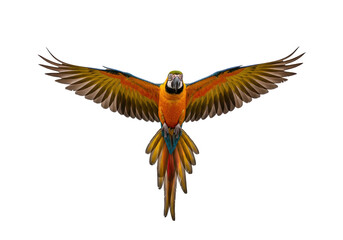 Colorful macaw parrot flying isolated on transparent background, tropical bird with vibrant plumage PNG