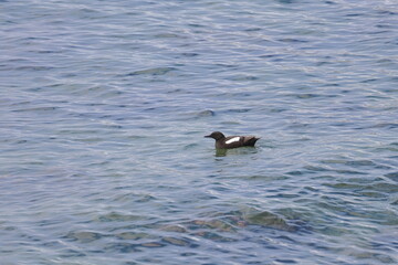 black guillemot