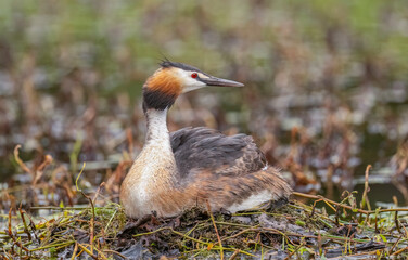 Great crested grebe sitting on its nest in a pond, uk