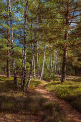 Leśna ścieżka latem w słonecznym lesie. 