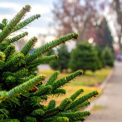 Close-up Christmas tree branches