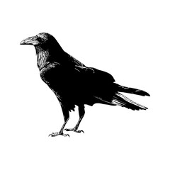 raven vector illustration