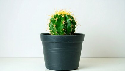 Green cactus with bright yellow spikes in black pot set against a white backdrop
