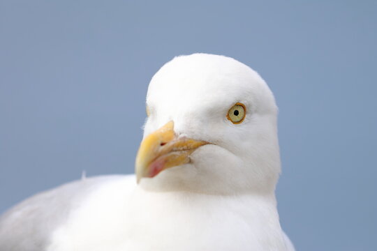 herring gull