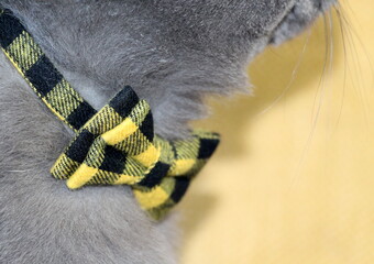 A checkered collar on a grey fluffy cat with a bow tie and a bell.