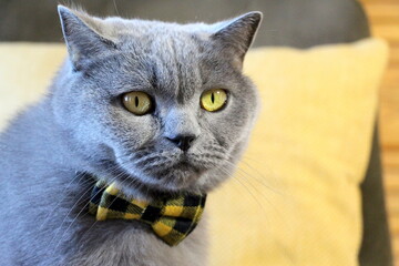 A grey Scottish Straight purebred cat wearing a checkered collar and a bow tie against a yellow pillow.