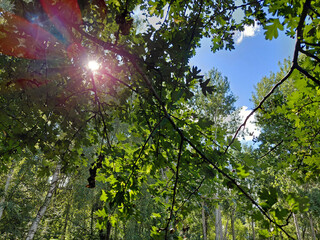 Fototapeta premium Sunlight Bursting Through the Canopy on a Sunny Summer Day - Bright Sun Flare Shining Through Green Tree Leaves in a Forest