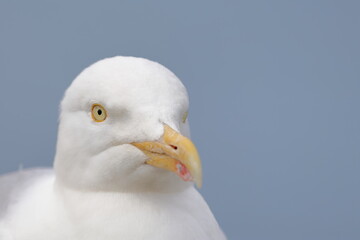 herring gull