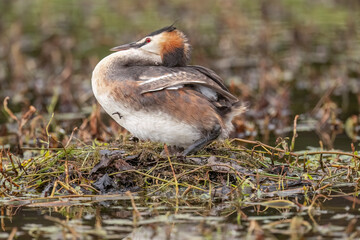 Great crested grebe sitting down on its eggs on the nest, uk