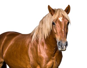 Fototapeta premium Close-up of a reddish-brown horse