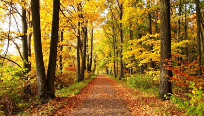 Obraz premium A path through a vibrant forest, covered in autumn leaves and bright fall colors
