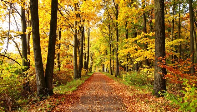 A path through a vibrant forest, covered in autumn leaves and bright fall colors