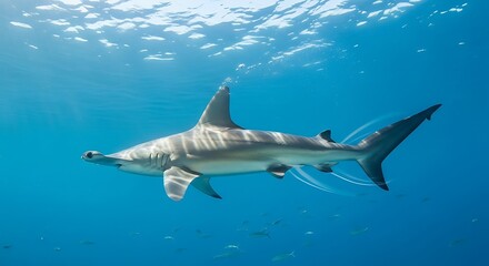 Fototapeta premium Hammerhead shark underwater.