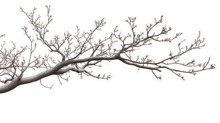 Winter Tree Branch With Small White Flowers Isolated Transparent Background Seasonal Beauty Cold Flora Design Element