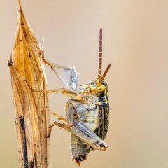 Close-up grasshopper on dried stem