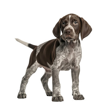 Adorable german shorthaired pointer puppy with brown and white markings standing alert and looking into the camera with its tail held high