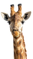 Obraz premium Close-up portrait of a giraffe's head and neck (1)