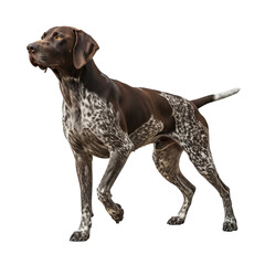 A striking german shorthaired pointer dog in profile standing alert showcasing its muscular build sleek coat and intelligent expression ready for action