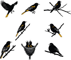 Blackbirds in Flight and Nesting with Baby Birds on Branches – Wildlife Vector Illustration for Nature, Birdwatching, and Ornithology Content
