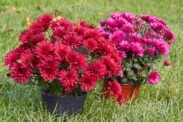 pots of red and purple chrysanthemum flowers, two pots of chrysanthemum flowers stand on the grass in autumn