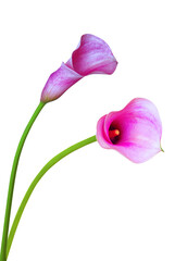 Beautiful violet calla flowers