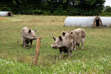 Domestic pigs walking and lying on open field of rural farm on cloudy day