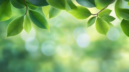 Naklejka premium Lush Green Leaves Frame a Soft Blurred Background