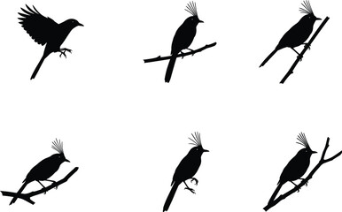 Silhouette vector illustration of exotic crested birds perched on branches and flying, isolated on white background for wildlife and nature artwork