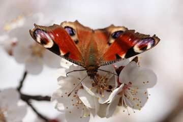 A butterfly sits on a delicate apple blossom. Digital composition.