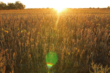 Sunrise over a soybean field. Agriculture in Ukraine.