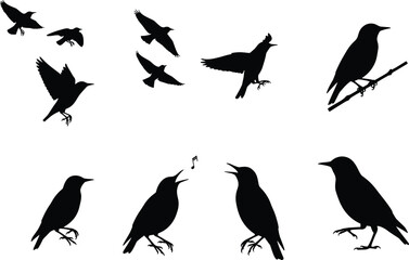 Silhouette vector illustration of black birds flying, singing, and perched on branch, isolated on white background for wildlife nature design