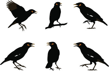 Vector illustration of black common myna birds in various poses, perched, flying, and standing, isolated on white background design
