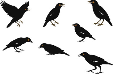 Vector illustration set of black bird silhouettes in flying, standing, and feeding poses, perfect for wildlife, nature, and decorative design.