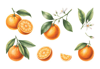   Watercolor orange fruit collection with fruits, slices, and green leaves. Fresh citrus orange branch with blossoms. © Artverza
