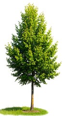 Isolated green tree on white background