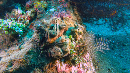 Underwater scene at a coral reef with a large scalloped shell, sea cucumbers, and various marine animals