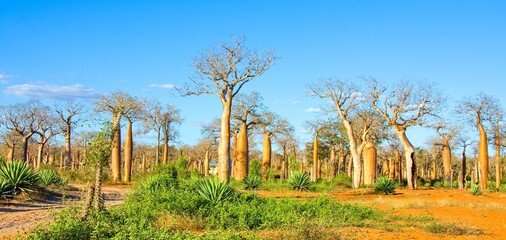 Baobab forest, Reniala, Madagascar
